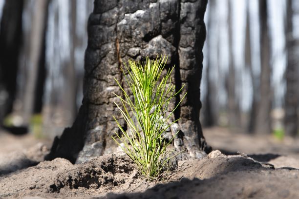 forest fire reforestation