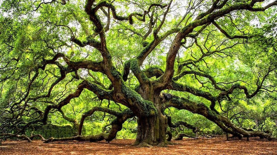 how long do oak trees live - angel oak tree over 300 years old