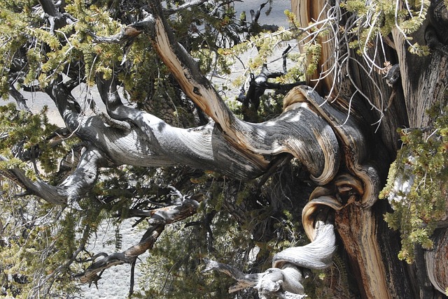 bristlecone pine trees can live 5,000 years