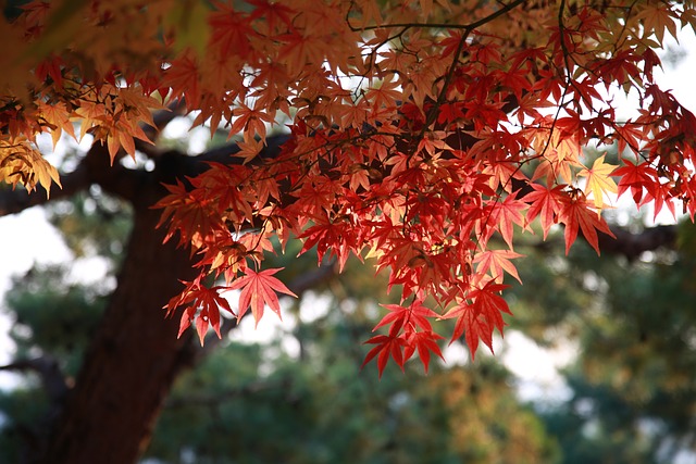 how long do maple trees live, 100 years